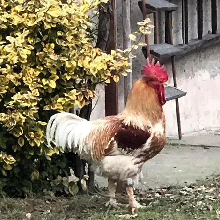 Hacienda Ledeč-safir, Sázava Fit Relax *